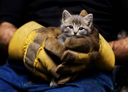 Gloved hands holding kitten 