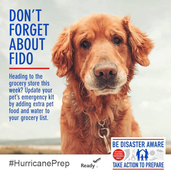 Picture of Dog to remind you to pack a Pet Go Kit