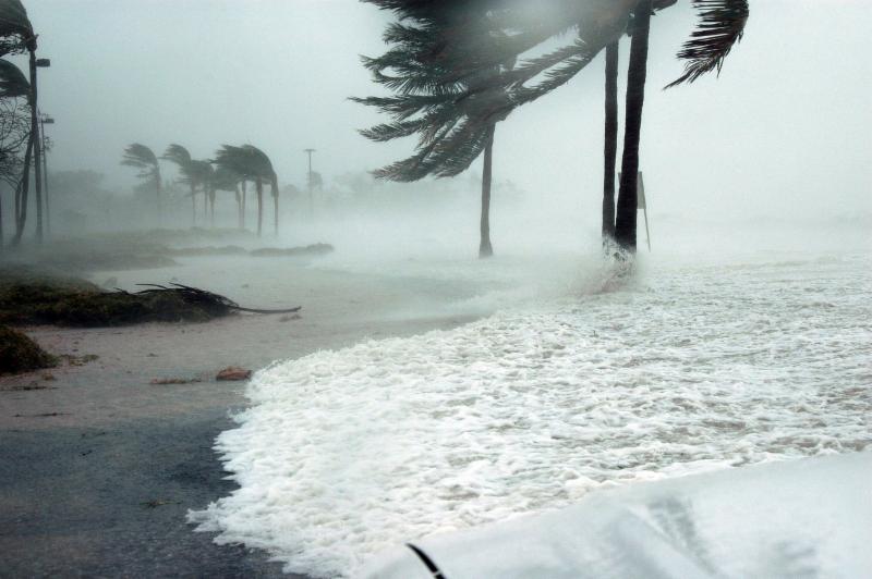 Storm surge on beach with palm trees impacted by wind