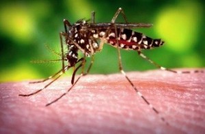 Mosquito on a person's finger