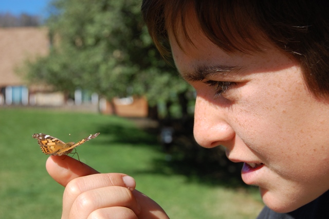 camp stevens butterfly