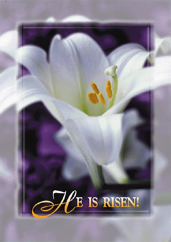 EASTER LILY