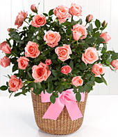 pink roses