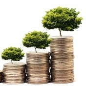 money tree growing
