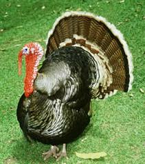 turkey.jpg