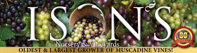 muscadine banner