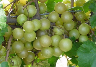 Hall muscadine