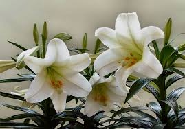 easter lilies