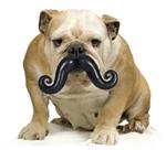 no shave november