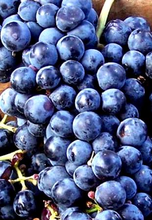 cab franc bundle