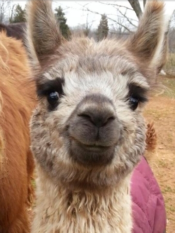Llama Friend