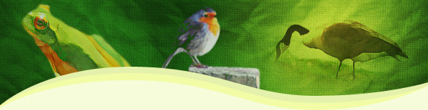wildlife-header.jpg