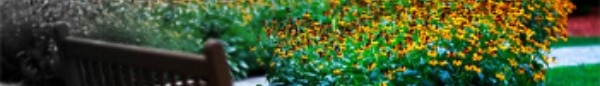 chair-flowers-banner.jpg