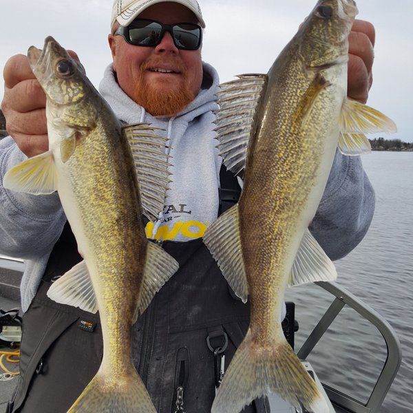 Where the pros go for walleye opener, Twin record perch, Hand feeding