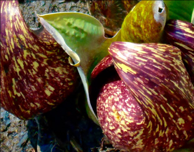 skunk cabbage