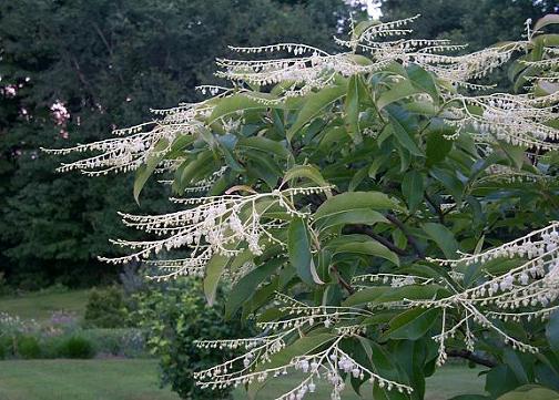 Our oxydendrum will have striking white flowers in summer