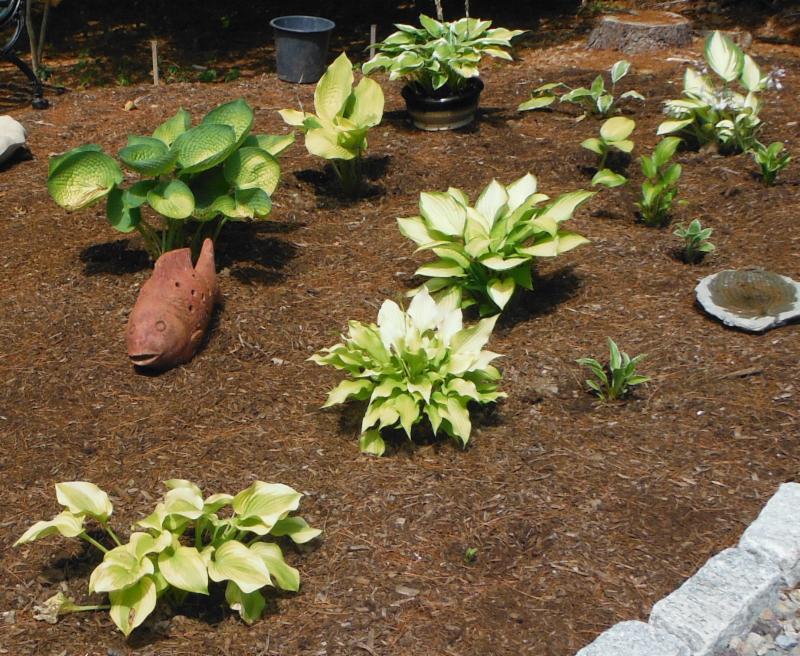 Hostas adapt well to dry environments