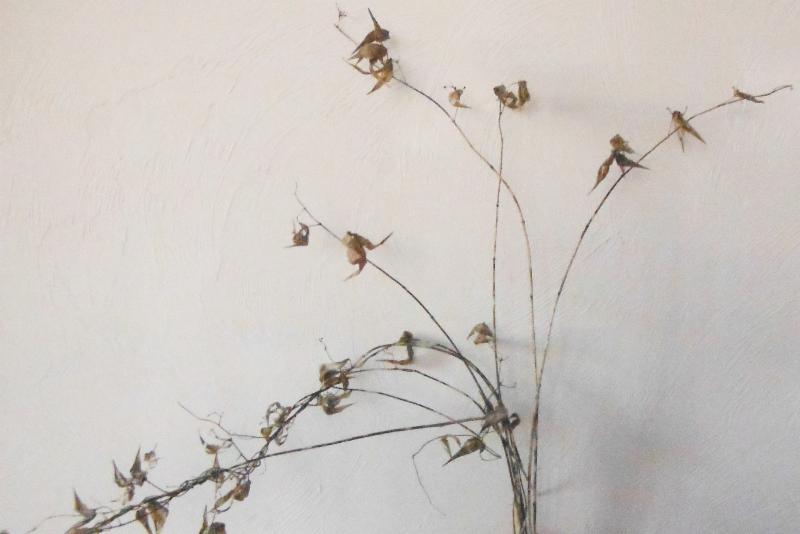 In April_ the husks and stems of last year_s black swallowwort are readily visible