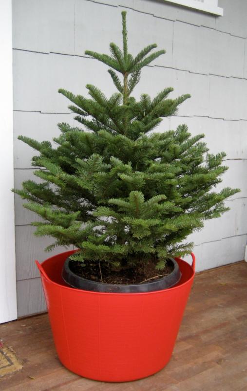 Consider a live Christmas tree that can be planted in your yard