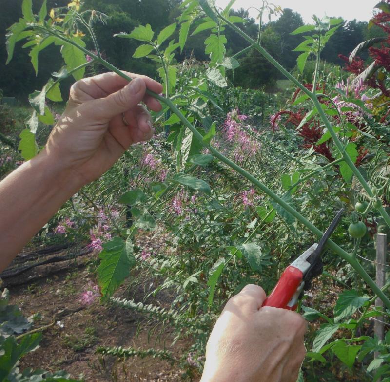 Early September is the time to trim back the growing ends of your tomato plants