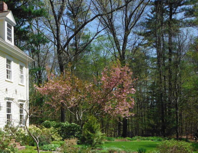 Beyond our house was an acre of woods we preserved
