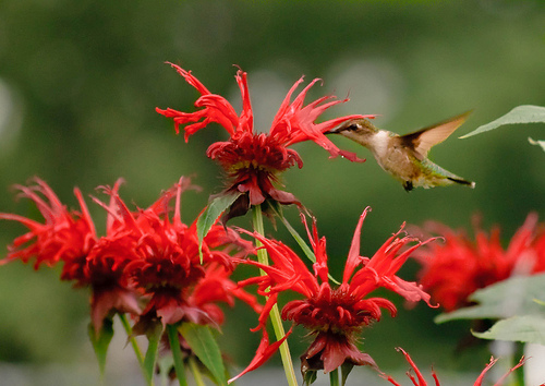 Monarda bee balm attracts not just bees but hummingbirds