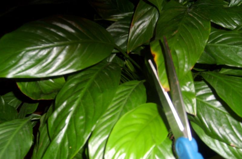 Houseplants need to be groomed in April