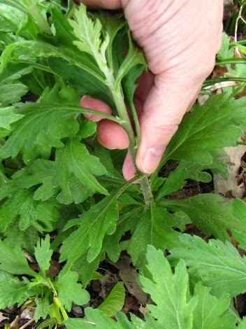 Snip or pinch chrysanthemums