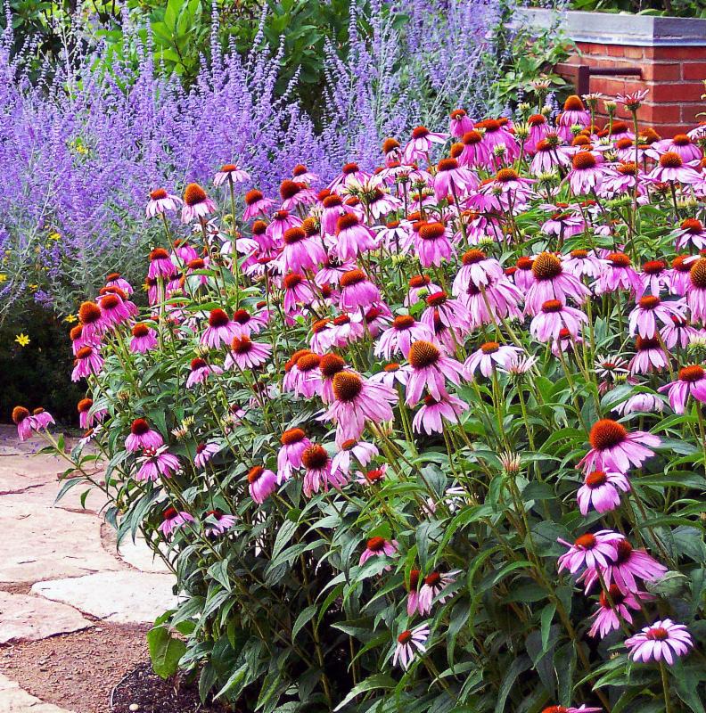 Echinacea cone flower is easy to grow_ drought tolerant_ and great source of nectar.