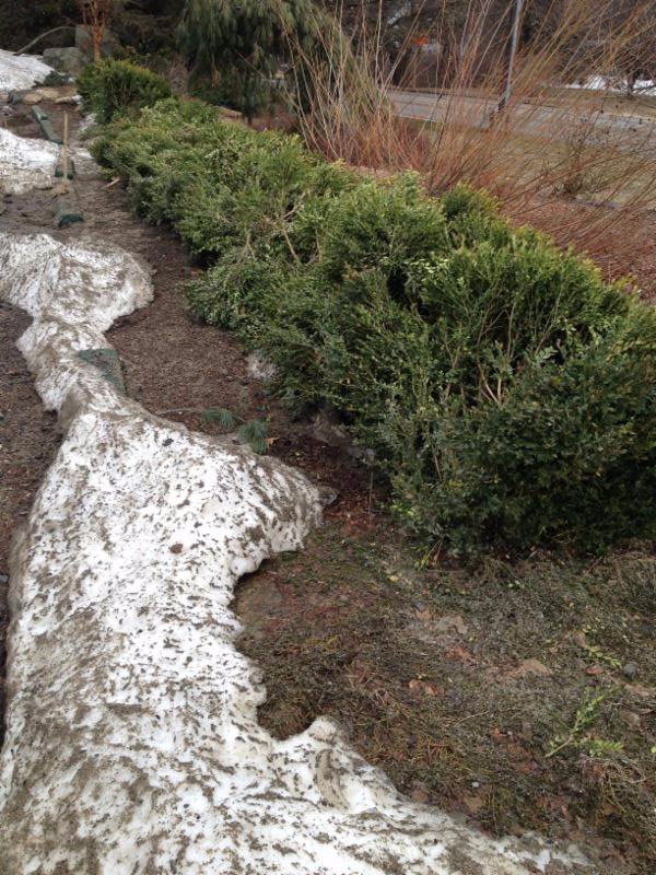 Boxwood winter damage