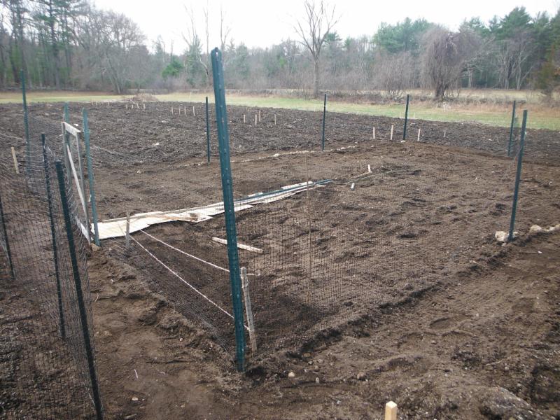 The fence is up and the peas have been planted