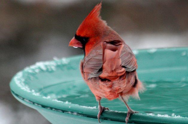 Birds need water in the winter too