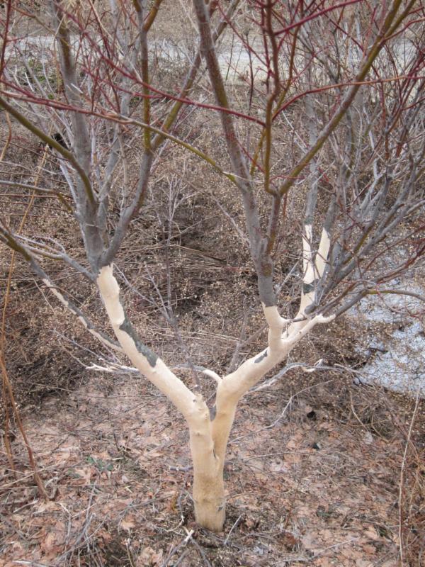 Girdled trunk