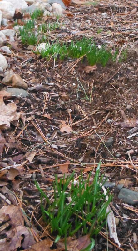 Crocus should be blooming any day now