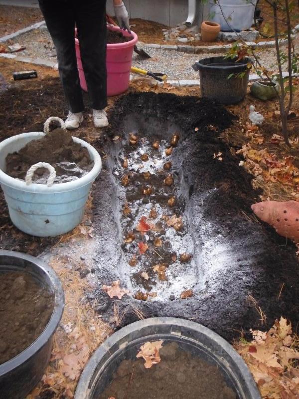 I removed the soil_ Betty planted
