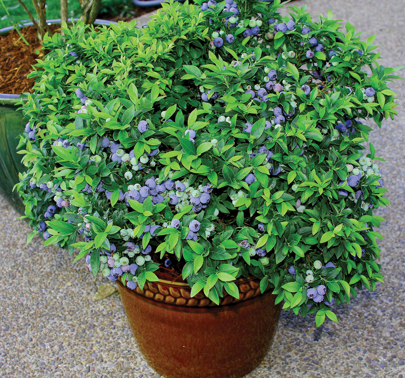 New cultivars of blueberries are colorful and well-adapted to container gardening