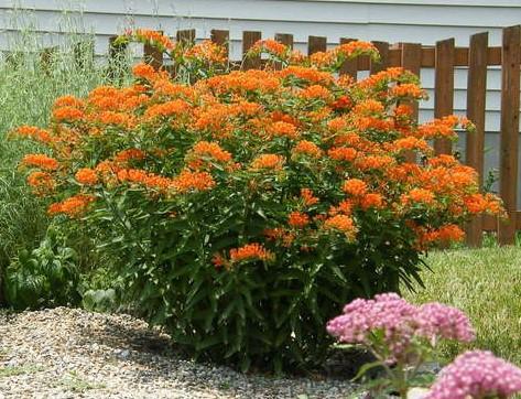 Asclepius butterfly weed attracts bees and butterflies