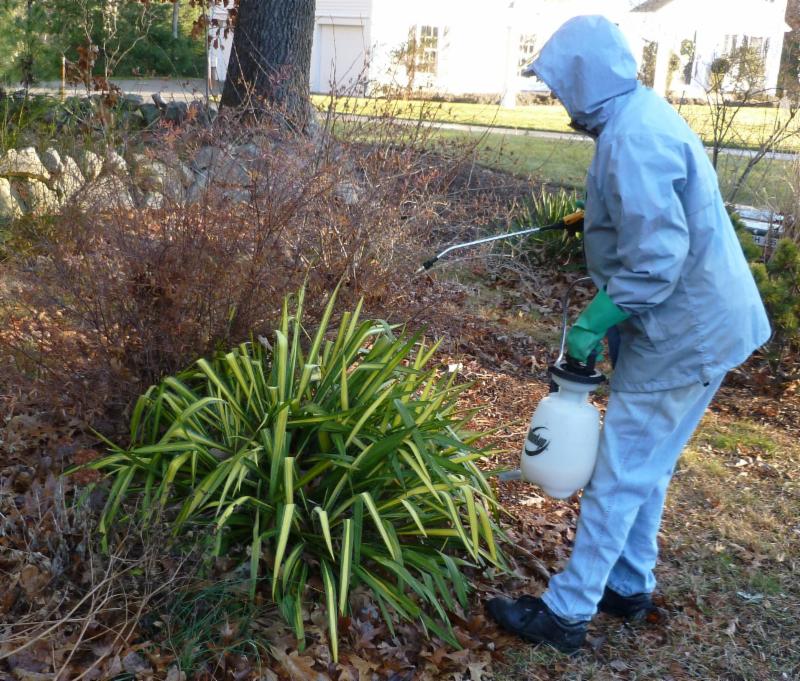 Spraying with a commercially available solution of putrefied eggs and garlic will help deter browsing deer.  Be sure to wear protective covering