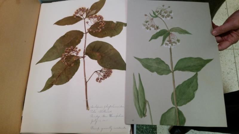Detail of a century old specimen of pressed milkweed and a companion illustration