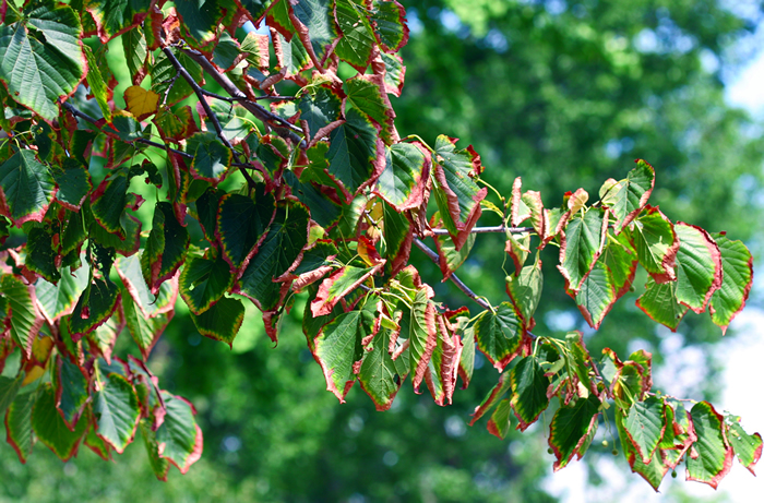 These leaves indicate the tree is stressed by lack of water