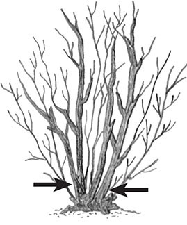 After blooming cut out up to a third of old lilac branches at ground level