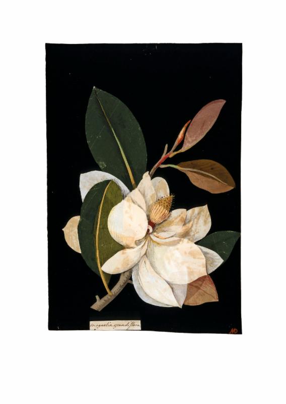 Mary Delany, 'Magnolia grandiflora' (detail) 26 August 1776, collage of coloured papers, with bodycolour and watercolor. British Museum. 