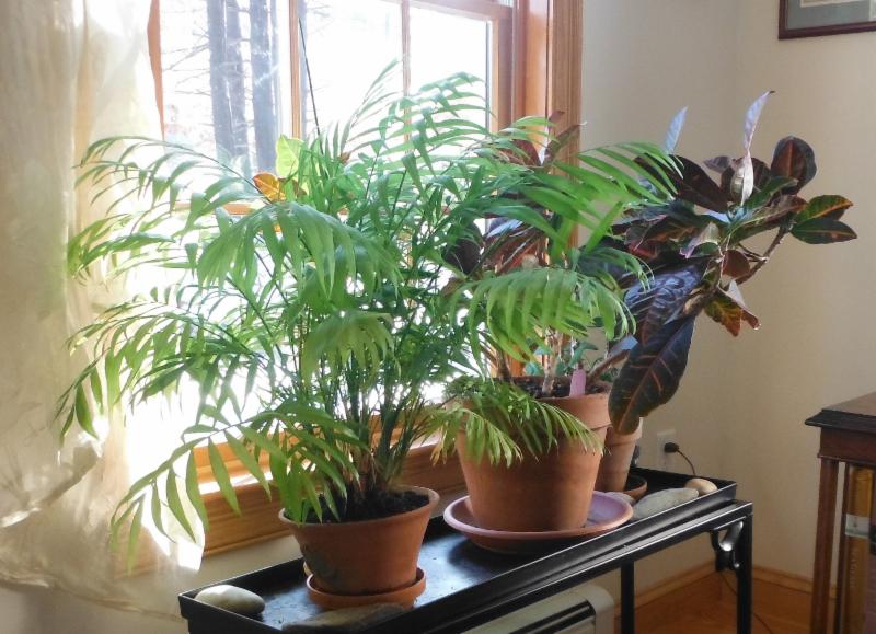 betty house plants