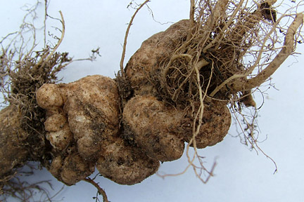 Add lime to your soil to prevent club root on cabbage
