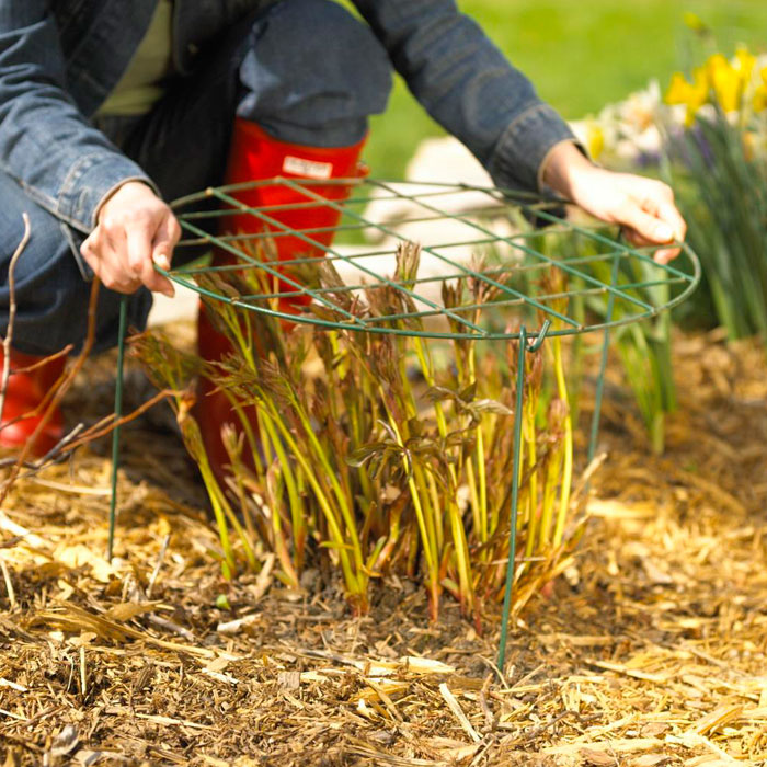 Stake tall perennials now while they_re manageable
