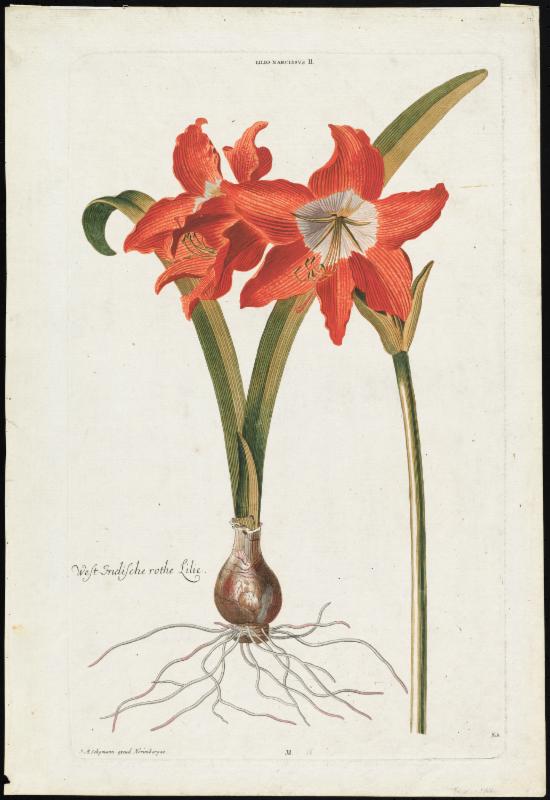 Amaryllis