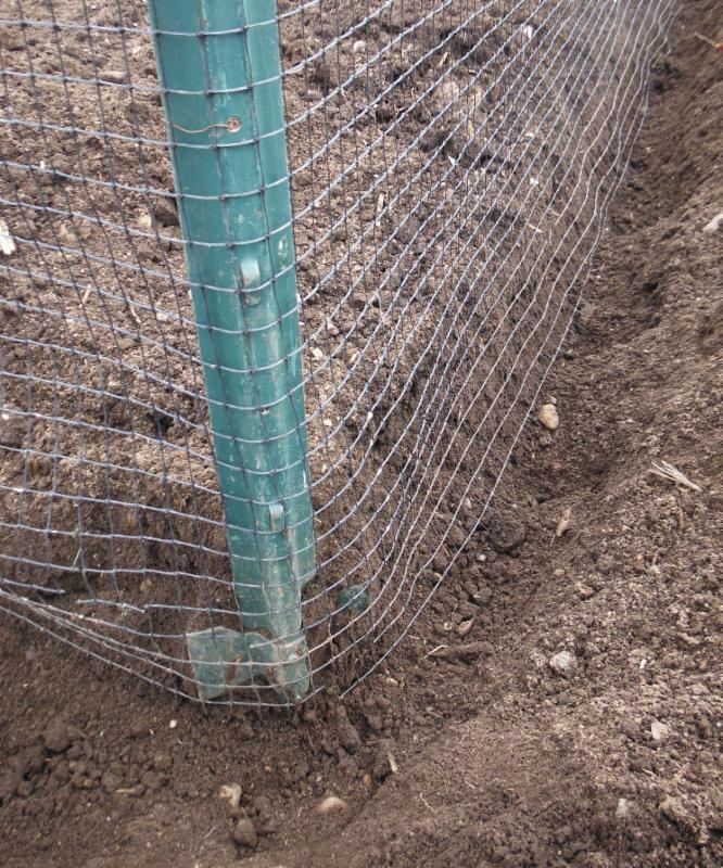 The bottom six inches of the fence is sunk to keep out varmints