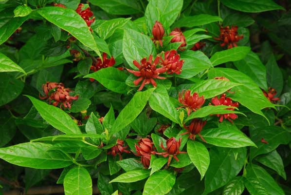 Calycanthus - sweetshrub - is a native species that grows well in southern New England.