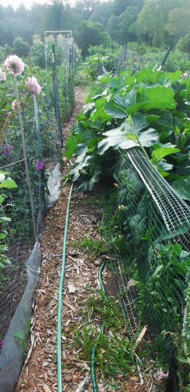 By the time of the third memo. the vines were out of control.