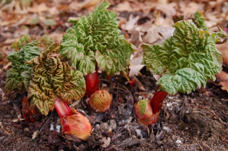 rhubarb